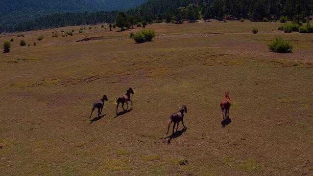 wild horses