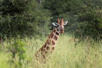 Northern Giraffe in the Murchison Falls National park. Giraffa camelopardalis in the bushes area. Safari in Uganda.