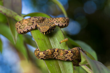 Flat-nosed pitviper snake Trimeresurus puniceus on tree branch