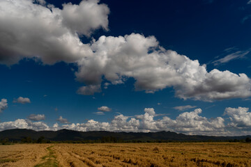 view of the landscape rice fields after harvest at thailand