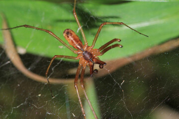natural tetragnatha extensa spider macro photo
