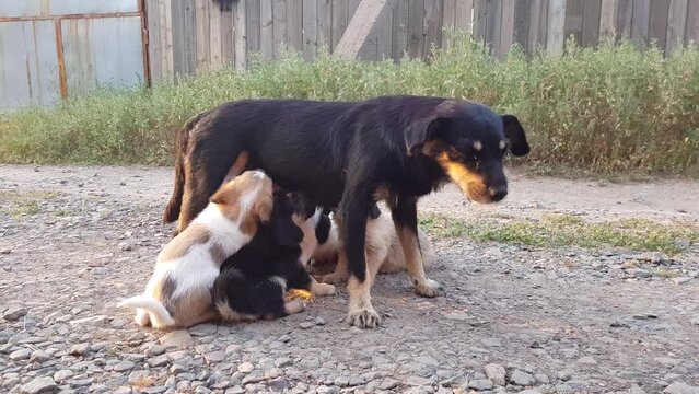 homeless dog mom feeds puppies on the street. stray dogs.