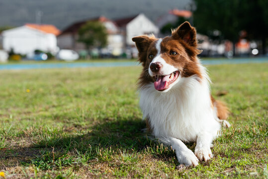 Cute Border Collie on green grass