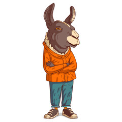 A Llama Person, isolated vector illustration. Cartoon picture of a casually dressed guy with his arms crossed. Drawn animal sticker. An anthropomorphic alpaca on white background. An animal character.
