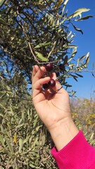 Hand picking olives on the tree in November