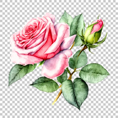 Fototapeta premium vectorized pink rose flower with green leaves watercolor painting, blooming petals roses, transparent background