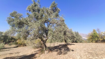 Olive groves and olive trees in Southern Aegean, Muğla, Turkey