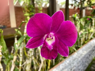 pink orchid in garden