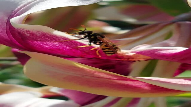 Closeup of a bee on a pink flower against blur background