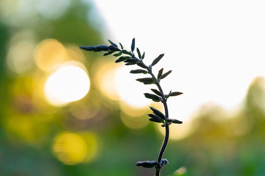 Closeup shot of a twig on the blurry green background
