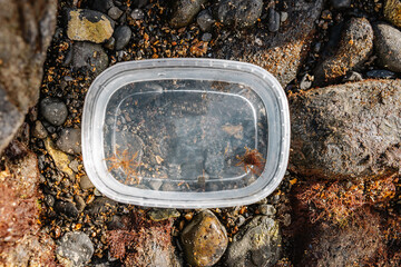 Small sea habitats in plastic bucket on shore