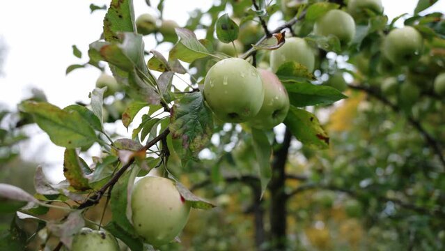 Many large ripe green apples hang on an apple tree in the garden Growing orchard