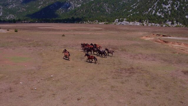 wild horses