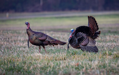 Male turkey pursues a female in a meadow near AsheviilleCR3