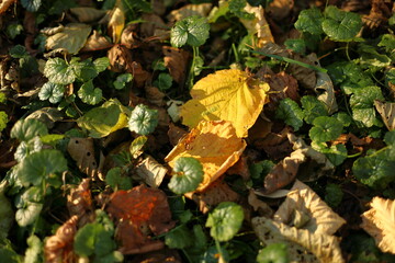  yellow autumn leaf on the ground