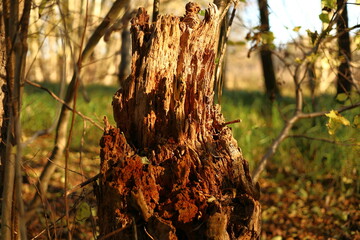 rotten tree in the autumn forest
