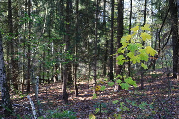 autumn contrasts in the forest