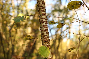 birch trunk and leaves in autumn forest