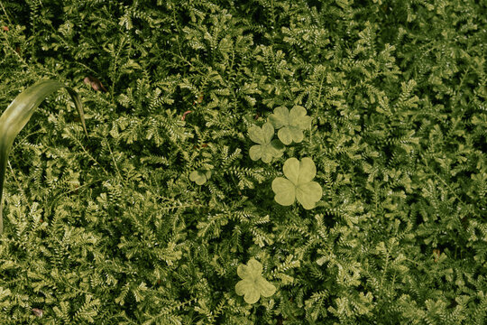 Green grass background in summer - Powered by Adobe