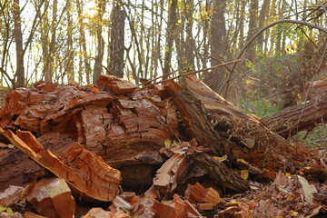 rotten tree in autumn