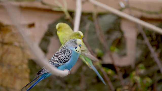Closeup of Budgerigars perched on a wire in a zoo with a blurry background