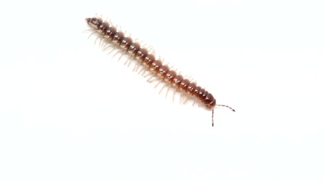 Video of a millipede on a white background. This video was recorded with the Canon 5D Mark III.