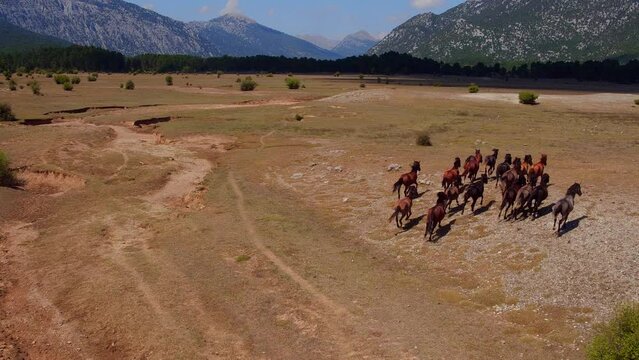 wild horses