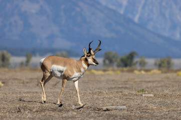 Pronghorn Antelope Buck in Autumn in Wyoming