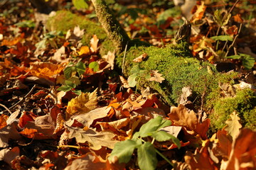 autumn leaves on the ground