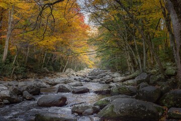 Rapids along river amongst autumn forest