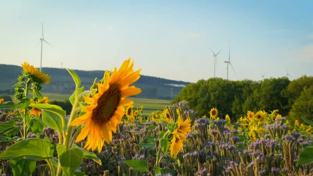 Beautiful shot of blooming sunflowers and wildflowers on a field in Brilon, Germany