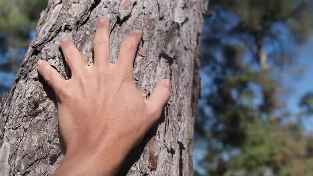 Female hand dressing table and pine bark in forest. Hand Touching The Ancient Majestic Oak Tree. Love Nature. Harmony Tranquility Relaxation. Save the green planet Earth.