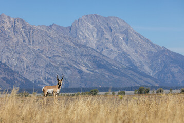 Pronghorn Antelope Buck in Autumn in Wyoming