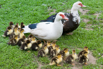 cairina moschata
