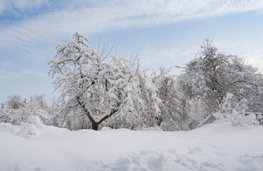 garden in snow