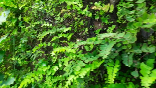 Adiantum capillus-veneris plant in the wall. Its other names Southern maidenhair fern,&nbsp;black maidenhair fern,&nbsp;maidenhair fern and&nbsp;venus hair fern. It is cultivated a popular&nbsp;garden fern&nbsp;and&nbsp;houseplant