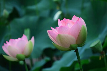 Obraz premium 神聖な花