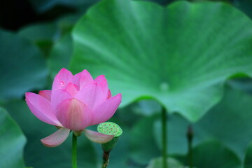 Obraz premium 神聖な花