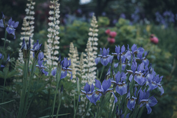 Naklejka premium lupines blue iris white growing together in garden