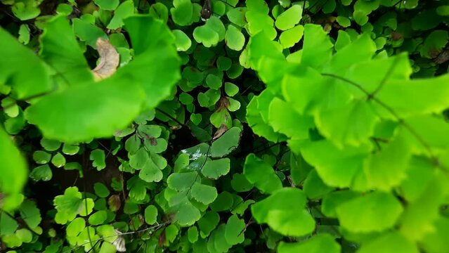 Adiantum capillus-veneris plant in the wall. Its other names Southern maidenhair fern,&nbsp;black maidenhair fern,&nbsp;maidenhair fern and&nbsp;venus hair fern. It is cultivated a popular&nbsp;garden fern&nbsp;and&nbsp;houseplant