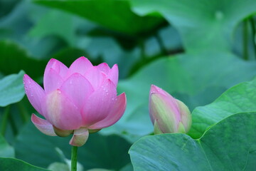 Obraz premium 神聖な花