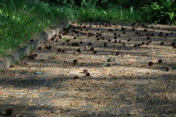 pine cones lie in the woods on the road