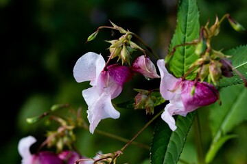 Closeup of Himalayan balsam flowers in a forest - obrazy, fototapety, plakaty