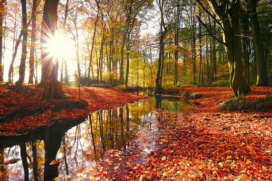 Sunny foliage