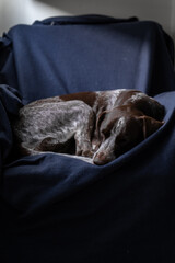 dog sleeping on couch