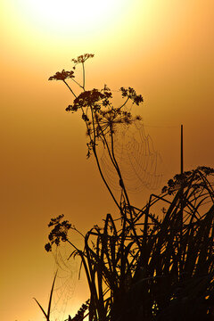 Flower silhouette in the sun