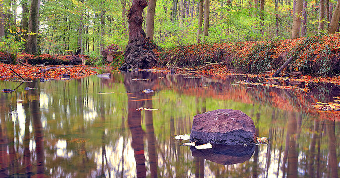 Forest reflection
