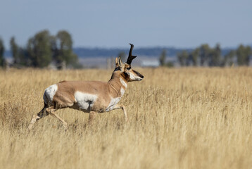Pronghorn Antelope Buck in Autumn in Wyoming