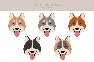 Thai Bangkaew dog clipart. All coat colors set.  All dog breeds characteristics infographic