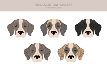 Transmontano Mastiff clipart. All coat colors set.  All dog breeds characteristics infographic